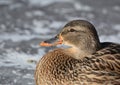 Close up portrait of a female Mallard duck Royalty Free Stock Photo