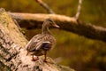 Close up portrait of a female Mallard Duck Royalty Free Stock Photo