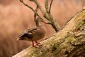 Close up portrait of a female Mallard Duck Royalty Free Stock Photo