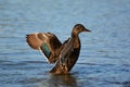 Close up portrait of a female Mallard duck stretching Royalty Free Stock Photo