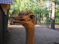 Close up portrait of a female ostrich with an open beak Struthio camelus in the bird yard Royalty Free Stock Photo