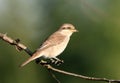 Close up portrait of female red backed shrike