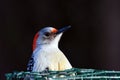 Portrait Of A Female Red Bellied Woodpecker