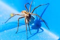 A close up portrait of a female wolf spider carrying her egg sack, attached to the spinnerets and held by the fangs, around on a Royalty Free Stock Photo