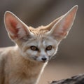 Close-Up Portrait of a Fennec Fox