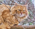 A close-up portrait of a feral red cat with green eyes sitting on a thick branch.