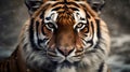 Close up portrait ferocious carnivore tiger stare or looking at the camera Royalty Free Stock Photo