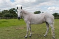 Light grey horse looking at camera Royalty Free Stock Photo