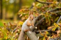 Close-up portrait of a fluffy beautiful squirrel on a branch of a sawn tree with yellow leaves in an autumn park Royalty Free Stock Photo