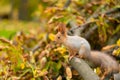 Close-up portrait of a fluffy beautiful squirrel on a branch of a sawn tree with yellow leaves in an autumn park Royalty Free Stock Photo