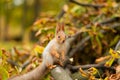 Close-up portrait of a fluffy beautiful squirrel on a branch of a sawn tree with yellow leaves in an autumn park Royalty Free Stock Photo