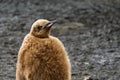 Close up portrait of fluffy brown King Penguin chick against a mud background Salisbury Plain, South Georgia Royalty Free Stock Photo