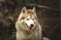 Close-up Portrait of free and beautiful dog breed siberian husky sitting in the green forest Royalty Free Stock Photo