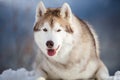 Close-up portrait of free and happy Siberian Husky dog lying on the snow in winter forest on bright mountain background Royalty Free Stock Photo