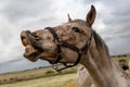 Close up portrait of a free horse