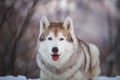 Close-up portrait of free Siberian Husky dog lying is on the snow in winter forest at sunset on mountain background Royalty Free Stock Photo