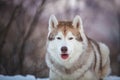 Close-up portrait of free Siberian Husky dog lying is on the snow in winter forest at sunset on mountain background Royalty Free Stock Photo