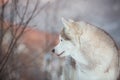 Close-up portrait of free Siberian Husky dog sitting is on the snow in winter forest at sunset on mountains background Royalty Free Stock Photo