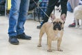 Close-up portrait of a French bulldog on a leash at an exhibition of dogs