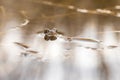 Close-up portrait of a frog`s head on the surface. The head is reflected in the water. Photo me nice bokeh. The frog has big Royalty Free Stock Photo