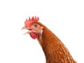 Close up portrait full body of brown female eggs hen standing sh Royalty Free Stock Photo