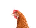 Close up portrait full body of brown female eggs hen standing sh Royalty Free Stock Photo