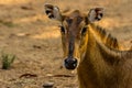 Close-up portrait of a full-face hornless female nilgai