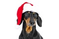 Close up portrait of funny beautiful dog breed dachshund, black and tan, wearing red christmas santa hat, not isolated on white ba Royalty Free Stock Photo