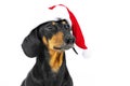 Close up portrait of funny beautiful dog breed dachshund, black and tan, wearing red christmas santa hat, not isolated on white ba Royalty Free Stock Photo