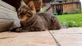 Close up portrait funny calm cat lying on the ground and resting in a country yard. Adorable young cute kitten looking away curiou