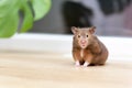 Close-up portrait of funny curious Syrian hamster looking at the camera. Royalty Free Stock Photo