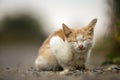 Close-up portrait of funny cute adorable ginger small white young cat kitten with closed eyes sitting dreaming sleeping outdoors