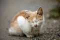Close-up portrait of funny cute adorable ginger small white young cat kitten with closed eyes sitting dreaming sleeping outdoors Royalty Free Stock Photo