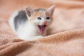 Close-up portrait of funny, cute, beautiful tree-colored ginger kitten yawns or meows. Home cat, kid animals, veterinary Royalty Free Stock Photo