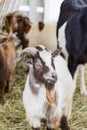 Close up portrait of funny cute goat. Beautiful Goat farm animal at petting zoo Royalty Free Stock Photo