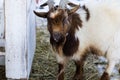 Close up portrait of funny cute goat. Beautiful Goat farm animal at petting zoo Royalty Free Stock Photo