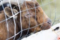 Close up portrait of funny cute goat. Beautiful Goat farm animal at petting zoo Royalty Free Stock Photo