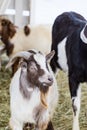 Close up portrait of funny cute goat. Beautiful Goat farm animal at petting zoo Royalty Free Stock Photo