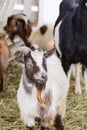 Close up portrait of funny cute goat. Beautiful Goat farm animal at petting zoo Royalty Free Stock Photo