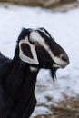 Close up portrait of funny cute goat. Beautiful Goat farm animal at petting zoo Royalty Free Stock Photo