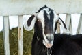 Close up portrait of funny cute goat. Beautiful Goat farm animal at petting zoo Royalty Free Stock Photo