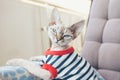 Close-up portrait of a funny Devon Rex cat with blue eyes,