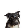 Close up portrait of funny dog wearing eyeglasses. Purebred Border Collie nerd, back to school, animal intelligence concept. Royalty Free Stock Photo