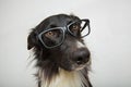 Close up portrait of funny dog wearing eyeglasses. Purebred Border Collie nerd, back to school, animal intelligence concept. Royalty Free Stock Photo