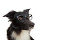 Close up portrait of funny dog wearing glasses. Purebred Border Collie nerd, back to school, animal intelligence concept. Adorable Royalty Free Stock Photo