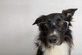 Close up portrait of funny dog wearing glasses. Purebred Border Collie nerd, back to school, animal intelligence concept. Adorable Royalty Free Stock Photo