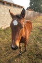 Close-up portrait of funny foal in rural. Wide-angle view