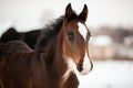 Close-up portrait of a funny foal on a winter field