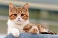 Close up portrait of funny ginger red and white purebred cat, laying and looking right to the camera. Royalty Free Stock Photo