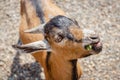 Close up portrait of a funny goat Royalty Free Stock Photo